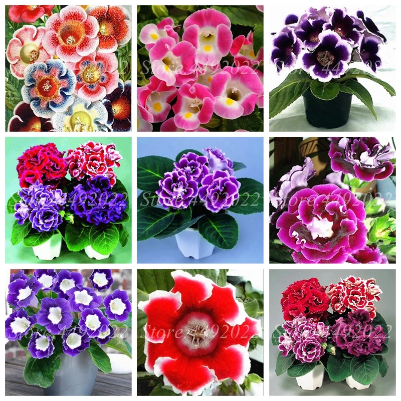 

300 Pcs Imported Gloxinia Bonsai Plant, Indoor Climbing Perennial Mix Sinningia Gloxinia Flower For Home Garden Pot Easy To Grow