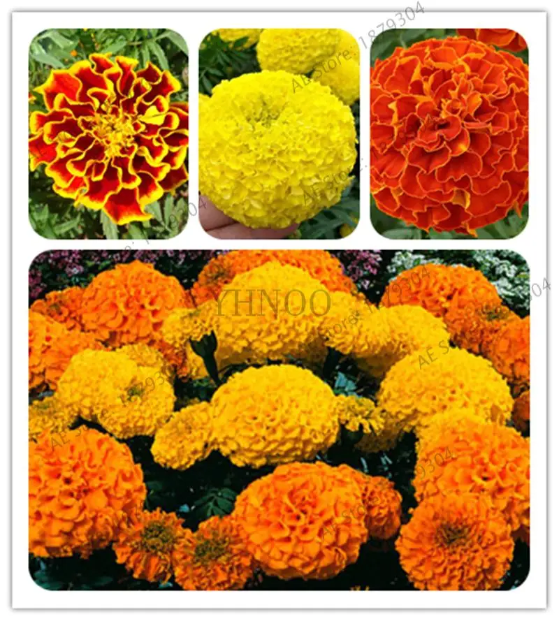 

Bonsais Hot Sale Rare Purple Maidenhair bonsais Flower Plant Potted Herb Garden Marigold Chrysanthemum bonsais 200pcs