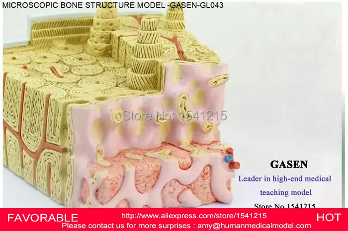 

MICRODISSECTION BONE MARROW STRUCTURAL MEDICAL TEACHING ORTHOPEDICS HUMAN BONE STRUCTURE HUMAN DISSECTION MODEL GASEN-GL043
