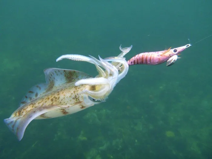 squid-jig-get