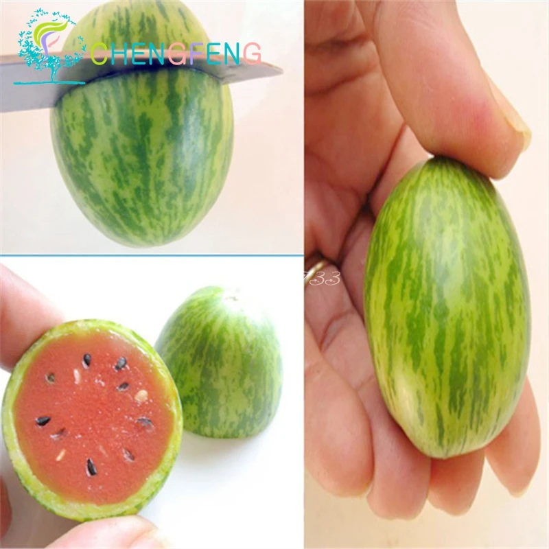 

30 pcs Thumb watermelon plants mini watermelon Peipujinun vegetable plants indoor plant Thumb watermelon plants mini watermelon
