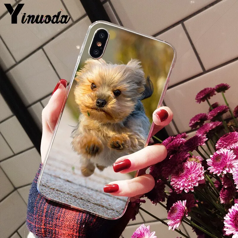 Yorkshire terrier dog