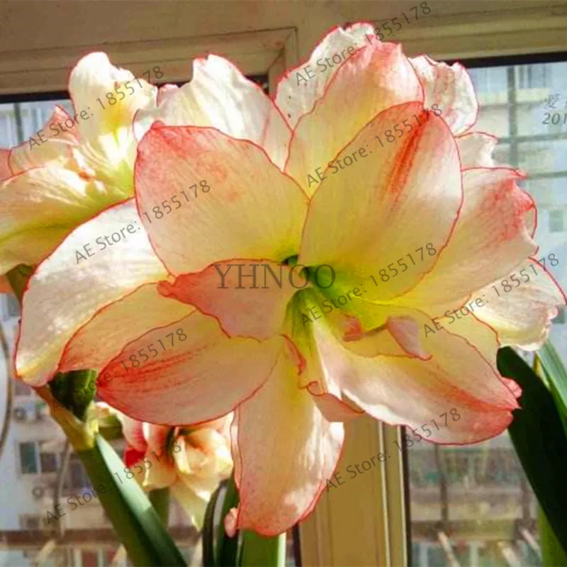 100 шт./пакет Amaryllis Barbados Lily сад в горшке хиппеаструм рутилум бонсай из цветов .