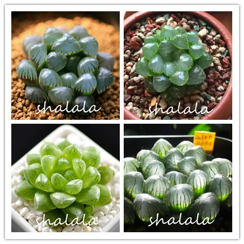 

oval meat basin fleshier plant gyokuro basin lovely bonsai for balcony&room easy to grow succulent plant 10pcs