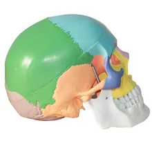 В натуральную величину человеческий череп для изучения анатомии скелета мозга анатомический стоматологический стоматолог лаборатория анатомия модель кожи в травме для сумки холодильник