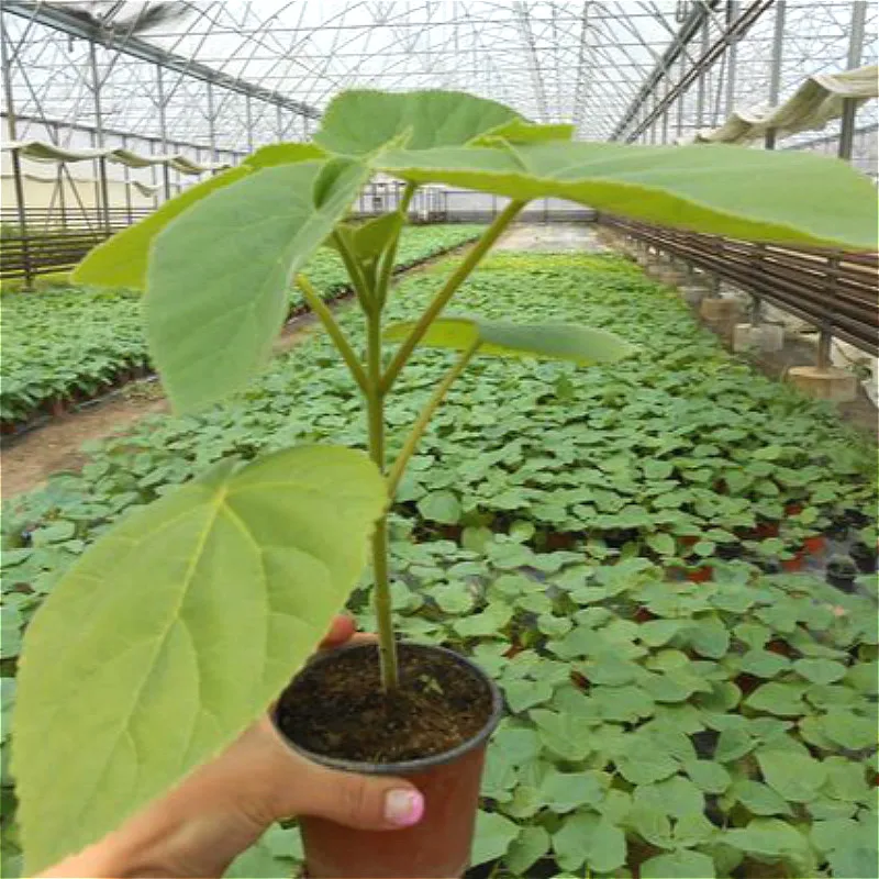 100 шт Paulownia удлиненные растения домашний сад бонсай украшения комнатные растения цветы сементы растения бонсай для продажи семиллы 100 шт Paulownia удлиненные растения домашний сад бонсай украшения комнатные растения цветы сементы растения бонсай для продажи семиллы