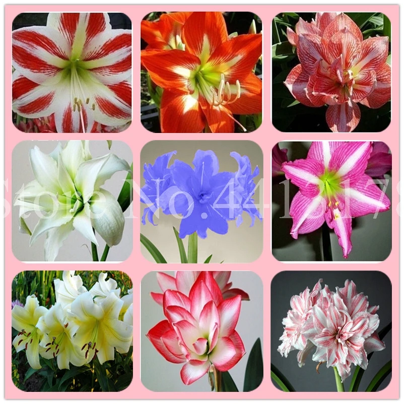 

100 pcs/ bag Amaryllis Bonsai Flower Outdoor Novel Barbados Lily Flower Pot Hippeastrum Plant for Home & Garden Easy to Grow