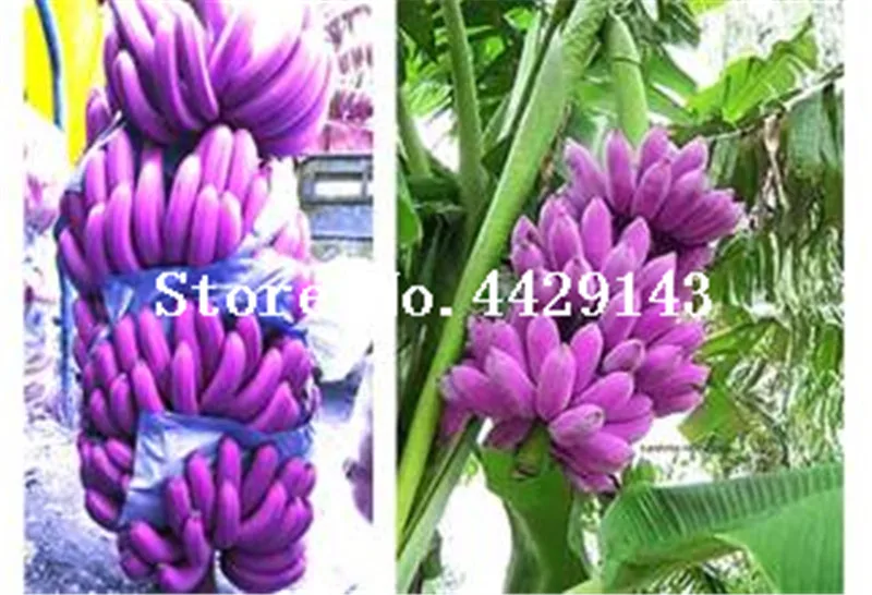 Mini Banana 200 PCS Seeds Bonsai Unusual Plants With Milk Flavor Fruit Garden N Mini Banana 200 PCS Seeds Bonsai Unusual Plants With Milk Flavor Fruit Garden N
