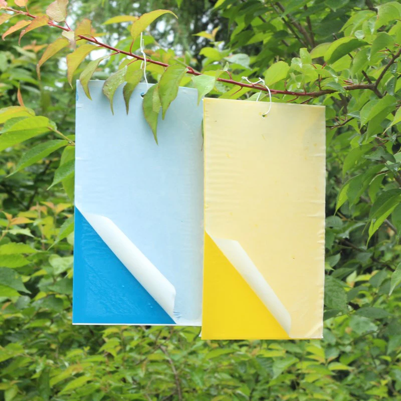 WCIC ثنائي الوجهين الغراء ملصقات اصطياد المن الحشرات القاتل الآفات التحكم الذبابة البيضاء قوي الذباب الفخاخ البق مجلس زجة WCIC ثنائي الوجهين الغراء ملصقات اصطياد المن الحشرات القاتل الآفات التحكم الذبابة البيضاء قوي الذباب الفخاخ البق مجلس زجة