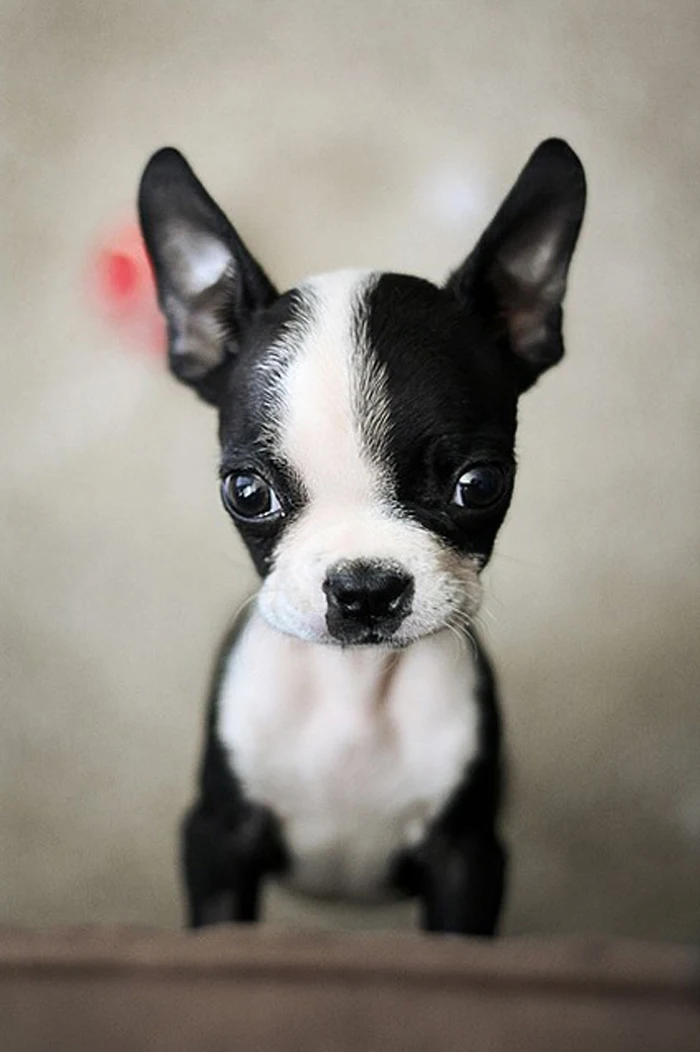 cute-dog-ears-eyes-face-funny-Favim.com-81985