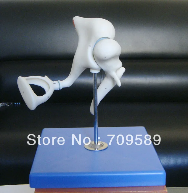 

Auditory Ossicle Model