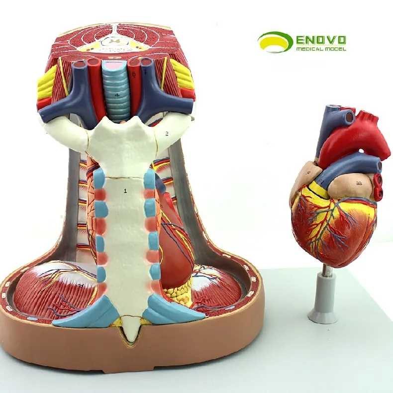 Человеческая медиастина модель Анатомия плевральная система дыхания тимическое сердце медиастина грудная модель хирургии