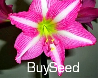 100 seeds Pack Details about   Amaryllis Seeds Perennial 