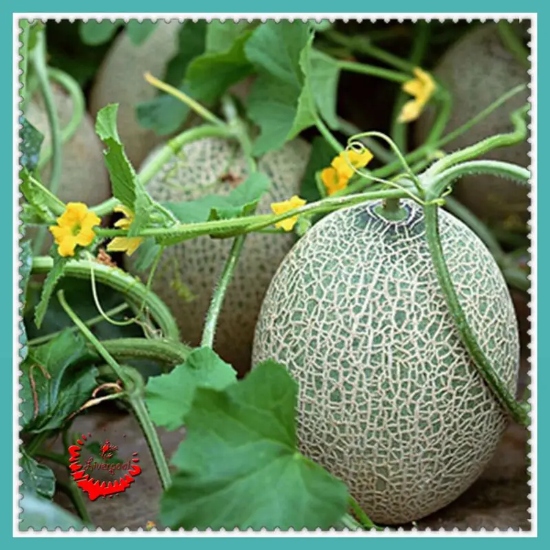 100 Green Cantaloupe Melon Seeds good taste Nutritious DIY Home Garden