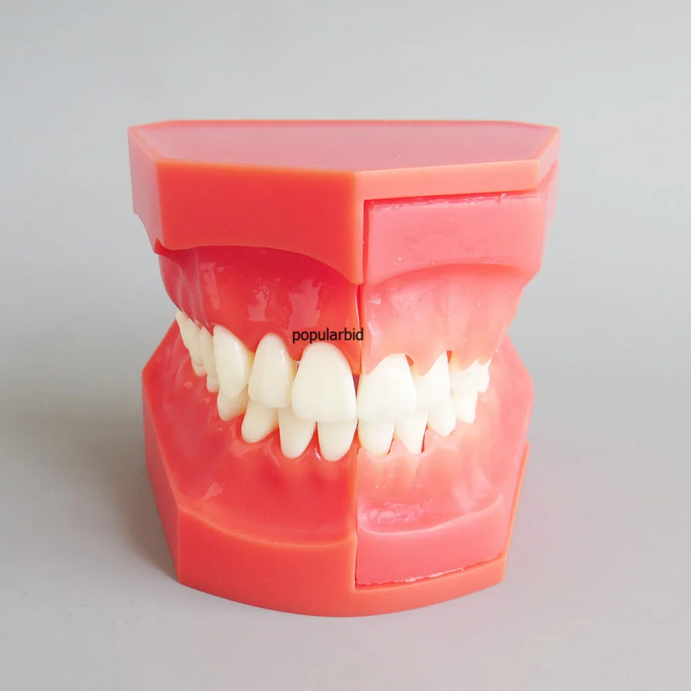 Альтернативная модель первичных зубов для детей 3-6 лет, показывающая извержение первичных и постоянных зубов