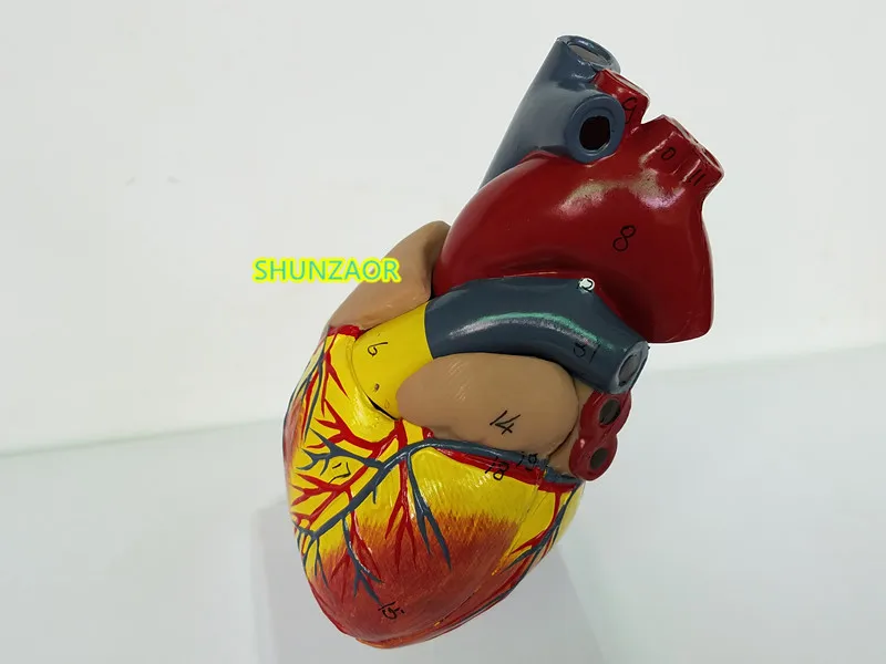 Эмульгационные анатомические модели человеческого сердца, медицинский режим l для медицинских исследований в школе