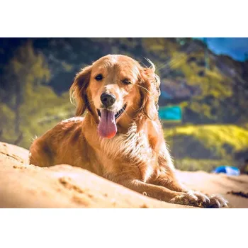 

High quality Cross Stitch Kits Animal Dog Pet Crafts Needlework 14CT Unprinted For Embroidered Handmade Art Wall Home Decor