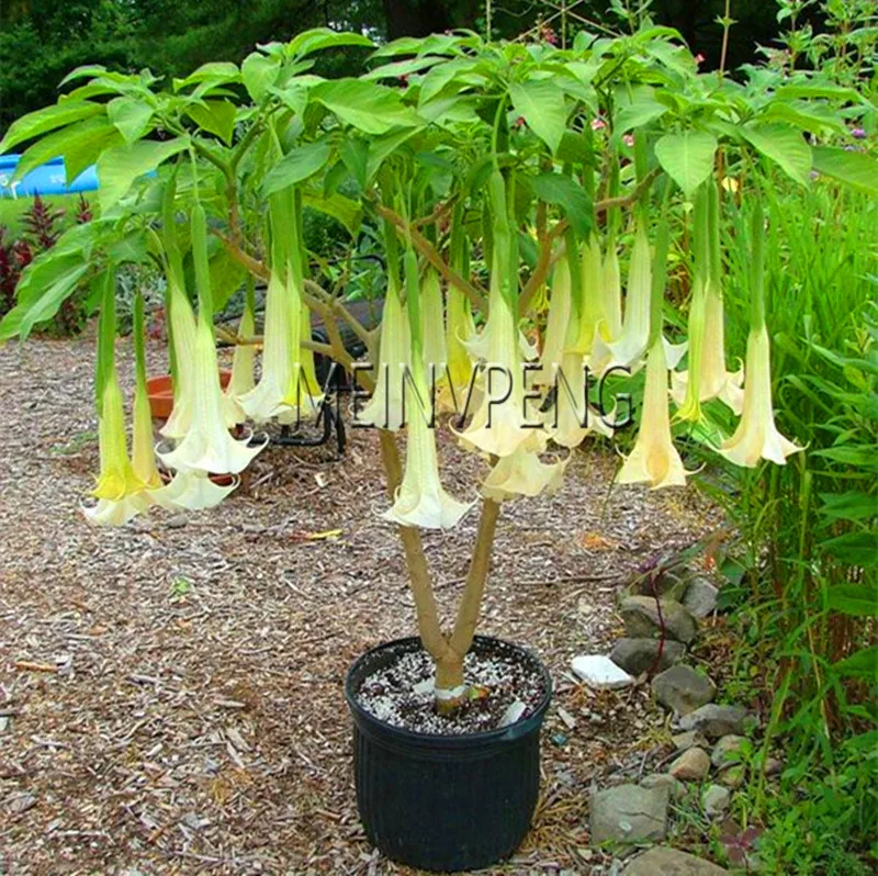 Бругмансия датура. Бругмансия мадам бовари. Бругмансия выращивание. Бругмансия древовидная (ангельские трубы). Бругмансия аромагия розовая.