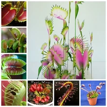Free Shipping Dionaea Muscipula Giant Clip Venus Fly Trap Seeds 100pcs Insectivorous Seed Garden Plant Seed Bonsai Family Potted