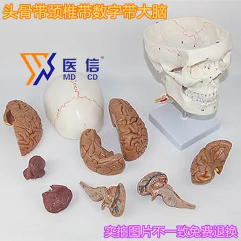 

brain anatomical model human skull model neurology brain model skeleton model