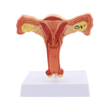 女性性器モデルが超お買い得u2013 AliExpress モバイルで、世界の女性性器 