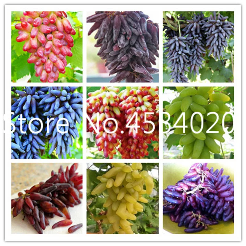 Hot Sale!100 pcs Rare finger grape plants Organic Heirloom fruit plants