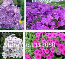 Sale! Free Shipping 500pcs 10 kinds Bonsai phlox Seeds 100% Genuine Organic Blooming Flower Seeds Garden Plant