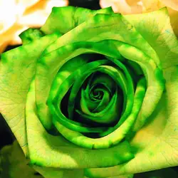 100 шт. зеленый Роза растения красивый цветок бонсай растения для дома сад