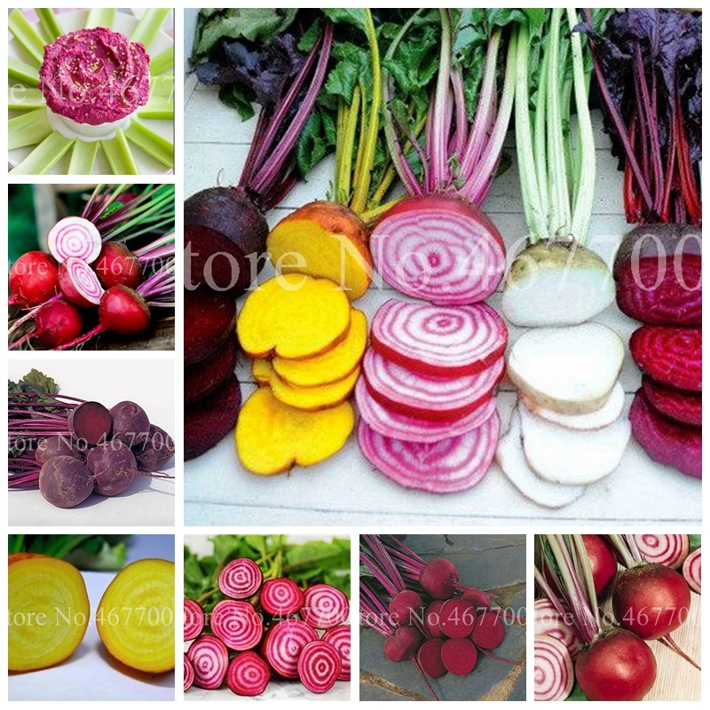 

100 Pcs Beets Bonsai Outdoor Garden Planta Boltardy Juicy Beetroot Organic Delicious Vegetable Potted Fruit Plant For Flower Pot