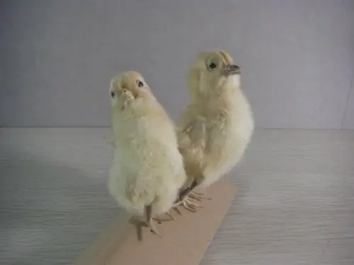 Taksidermi Burung Ayam Ayam 2 Buah In Patung Patung Miniatur