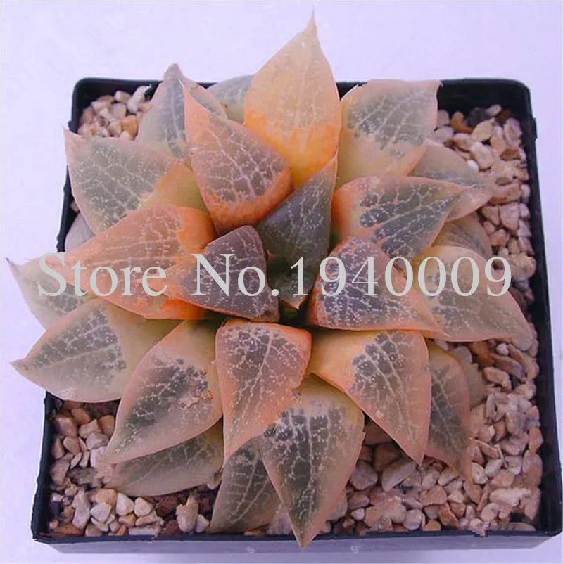 Sale 100 Rare African Mixed garden Cactus Succulent Plant Tree Purify Air Bonsai In The Heat Resistant Easy Care Creative Bonsai