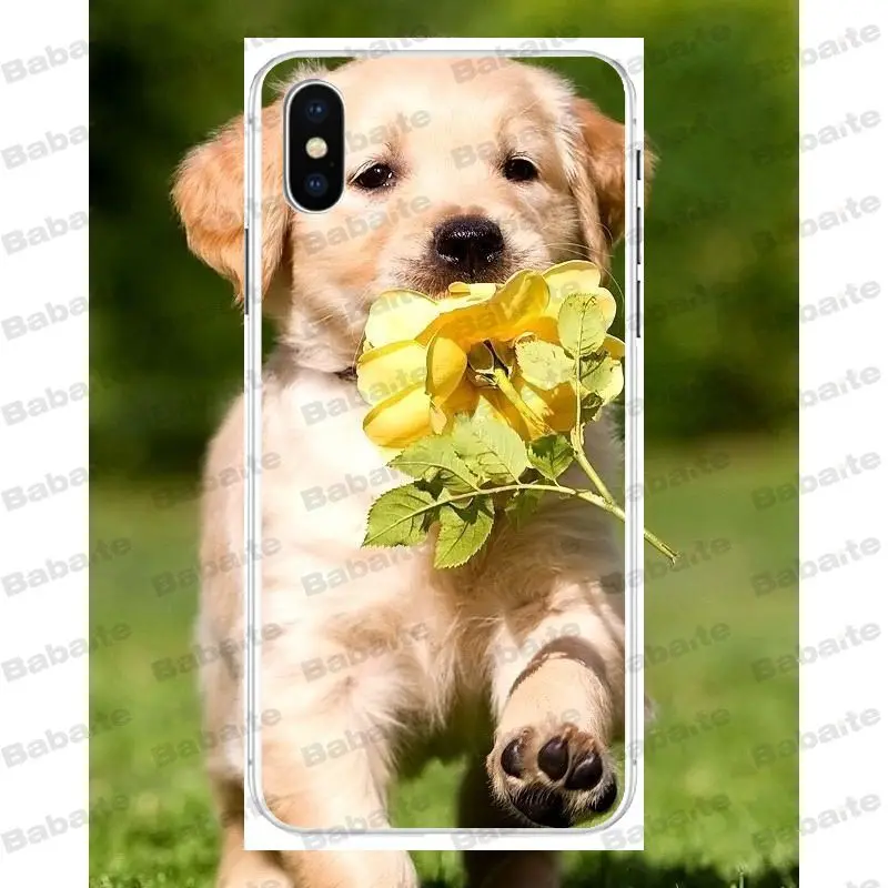Супермилый чехол для телефона Babaite с золотистым ретривером iPhone X Xs Xr XsMax 6 6s Plus 7 7plus 8