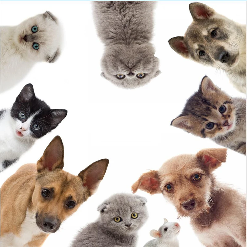 

Tancredy Funny Dog Cat Sticker Reflective Car Stickers and Decals Car Decoration Body Window Rear Windshield Car Styling Sticker