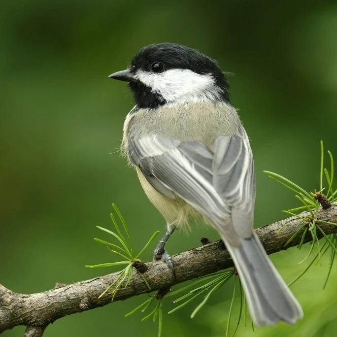 Black-Capped Chickadee  Les Cedres  Quebec  Canada Poster Print (17 x 11)