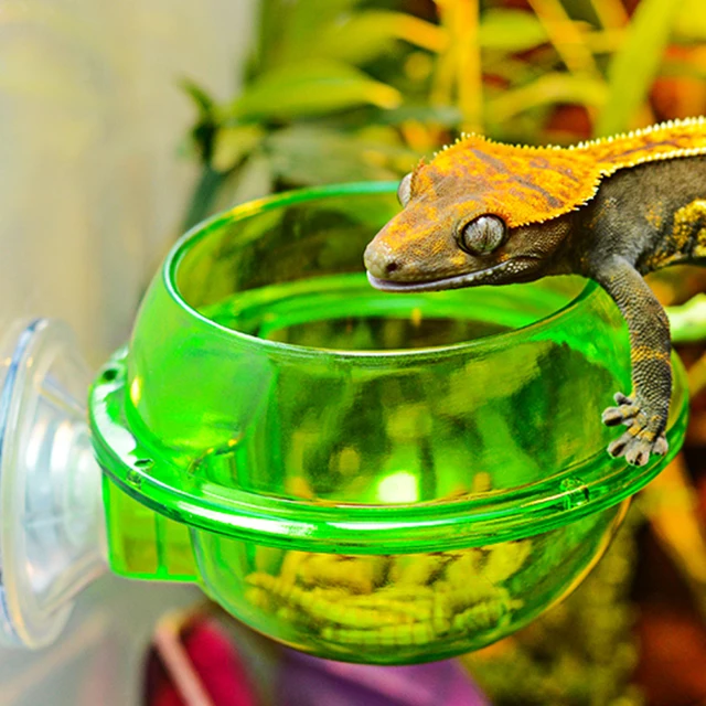 Plastic Lizard Bowl Worm Feeder Reptile Lizard Food Container Reptile Sucker Water Drinking