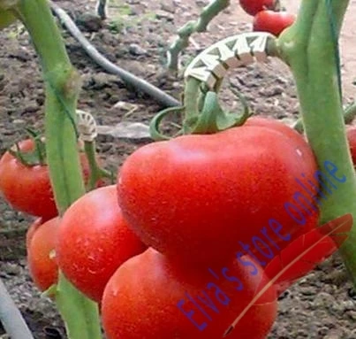 

plastic tomato clip plant fastener plant vines Tomato Flower Vegetable Farming Clip