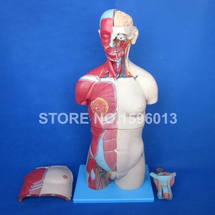 A10003 torso model  (1)