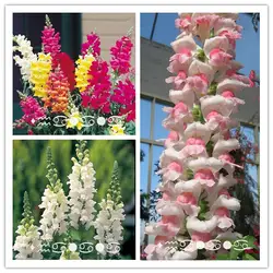 200 шт./пакет Heirloom Snapdragon карликовые деревья цветок завод Очаровательная Antirrhinum Majus горшках сад Flore Planta загорается ваш Хом