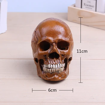 

mini Human Skull brain Resin Replica Medical Model Life size anatomy skeleton dental anatomical brain anatomia Exploded skull