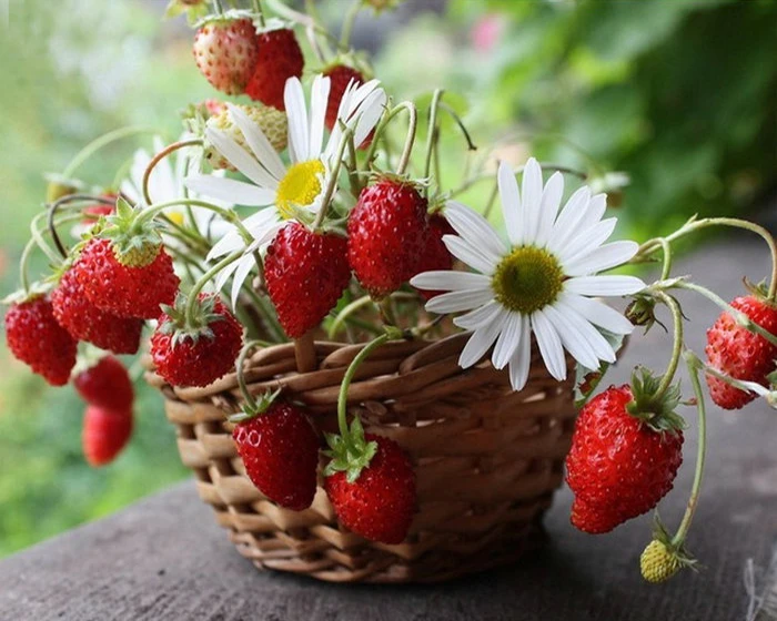 DIY Diamond Painting Full round Mosaic Sticker Decor Painting Cross Stitch fruit 5d Diamond Embroidery Strawberry flowers Icon 