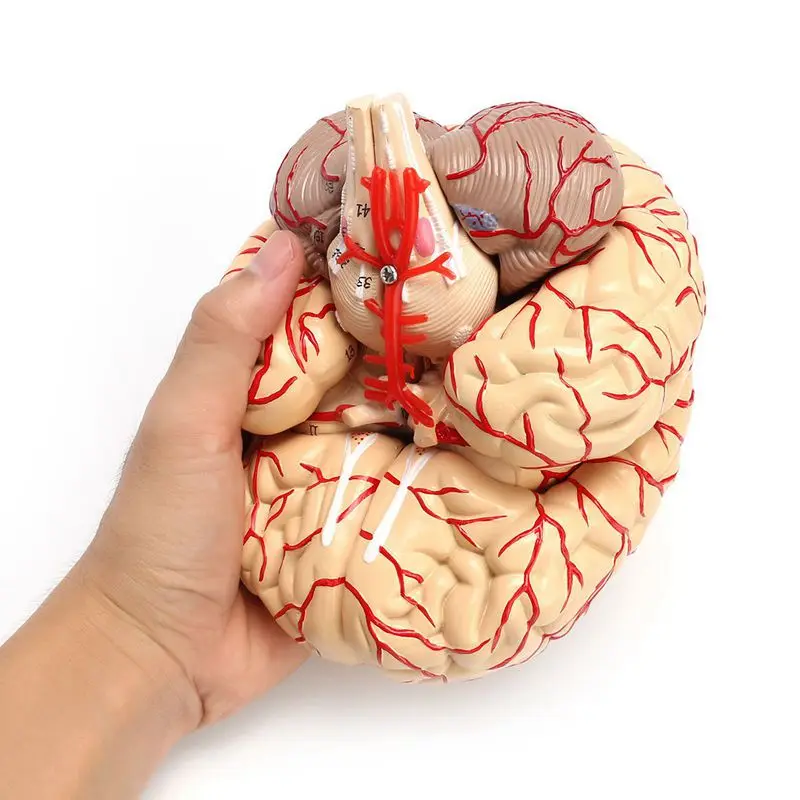 1: 1 жизнь Размеры Huma анатомический мозг Pro рассечения медицинский Органы Учебная модель