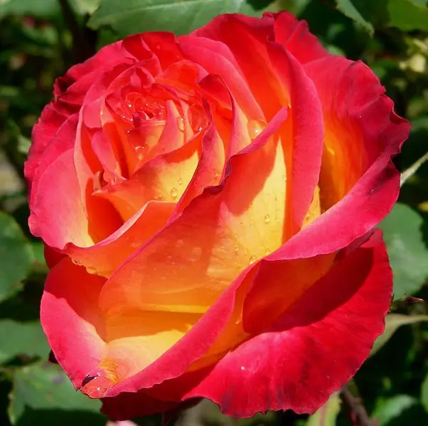 100Pcs Rare Rose Bonsai Black Rose Flower With Red Edge Rare Rose Flowers Bonsai For Garden Bonsai Planting 100Pcs Rare Rose Bonsai Black Rose Flower With Red Edge Rare Rose Flowers Bonsai For Garden Bonsai Planting