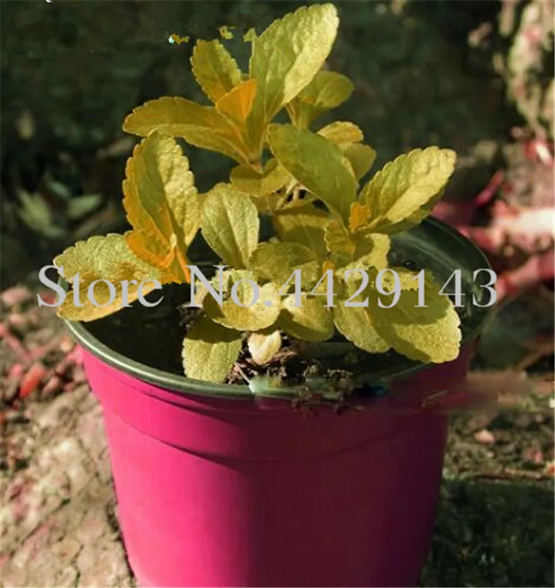 100 Pcs Stevia Herbs Bonsai Plants Perennial Rebaudiana Bonsais Tea