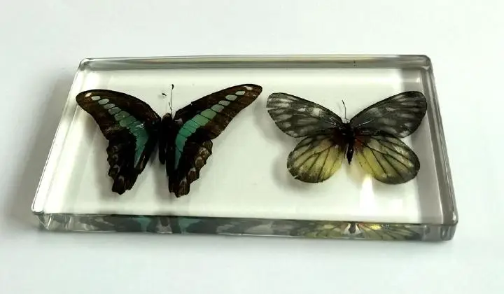 

FREE SHIPPING handmade specimen VINTAGE ACRYLIC TERRARIUM Real Floral Butterfly Paperweight