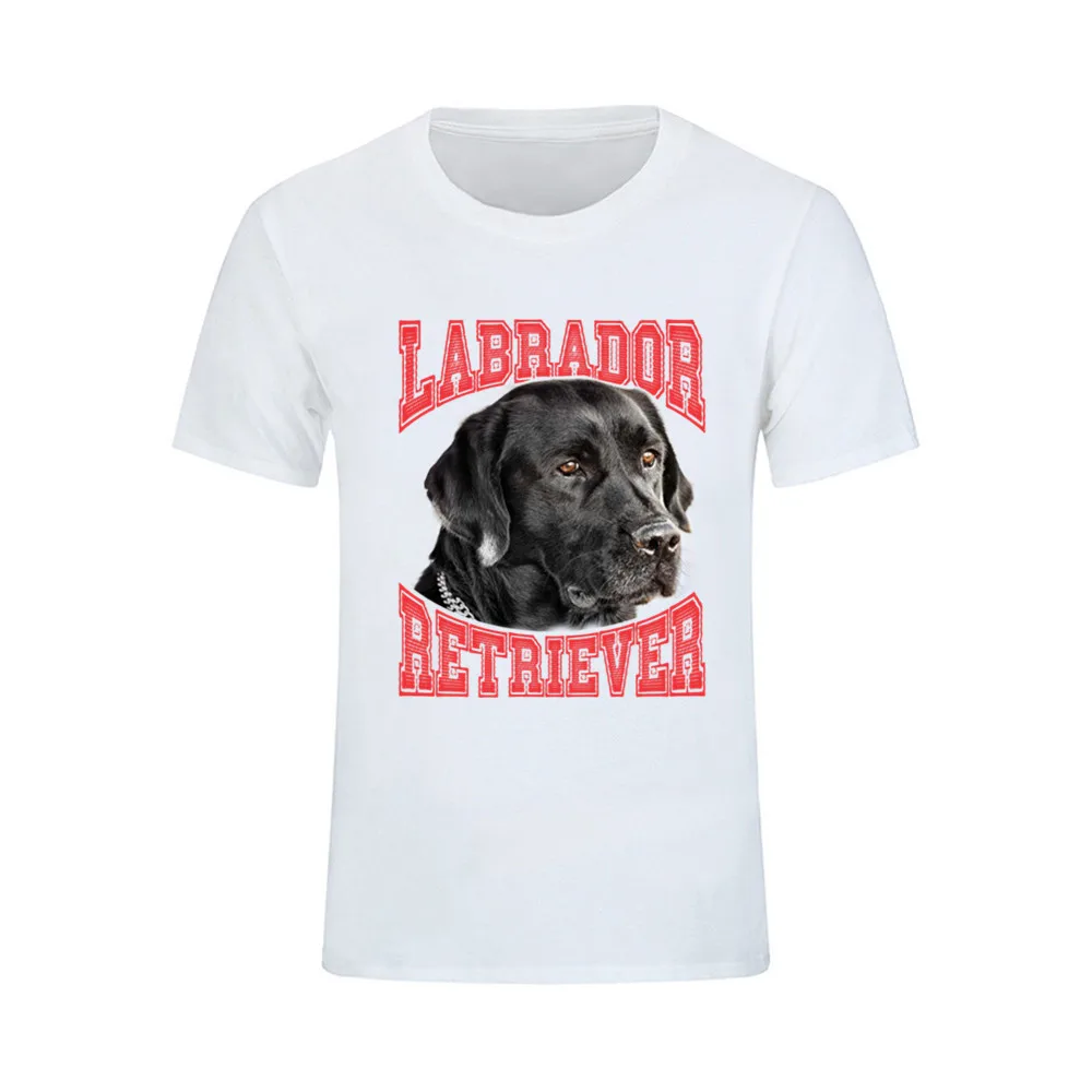 Labrador 11