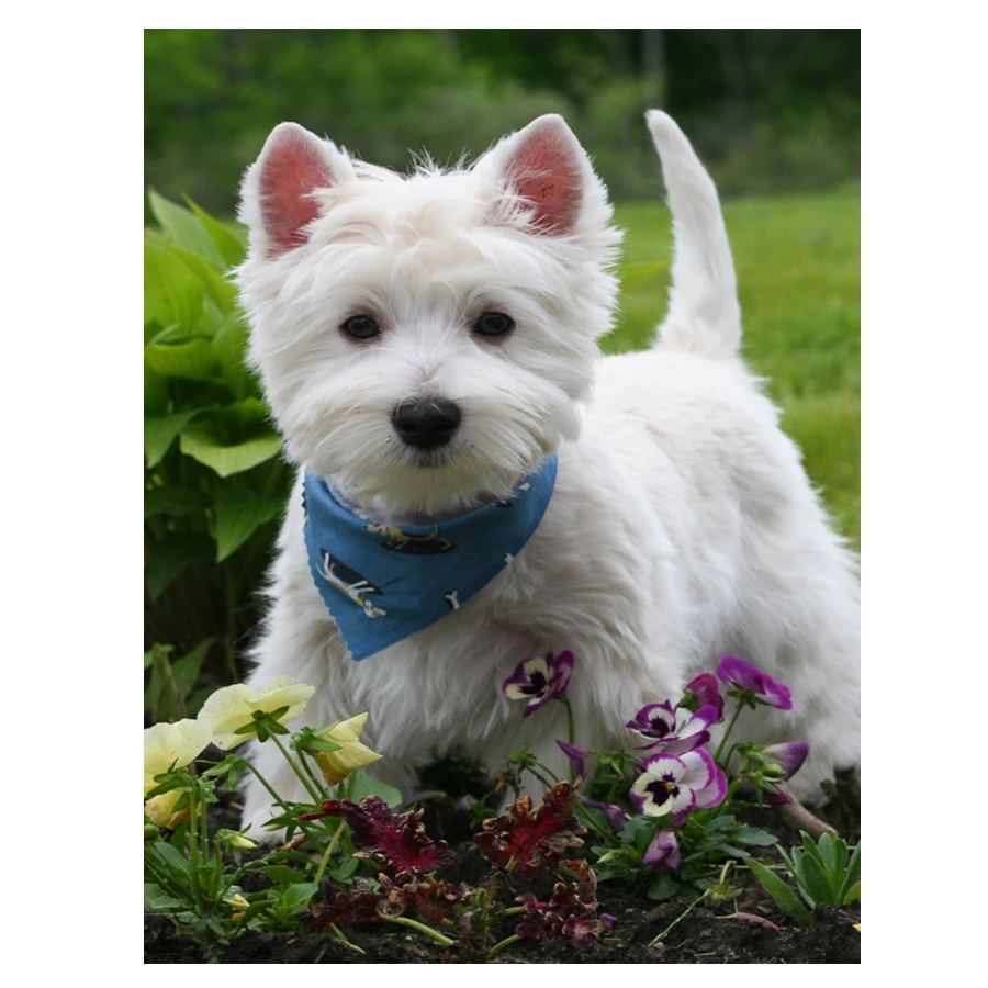 DIY Алмазная Вышивка крестом &quotwestie dog&quot вышивка 5D полностью квадратная круглая