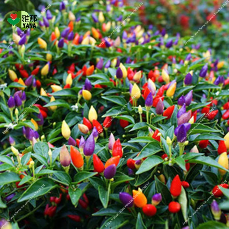 

Potted pepper Giant pepper Organic Vegetable Colorful pepper for home Garden