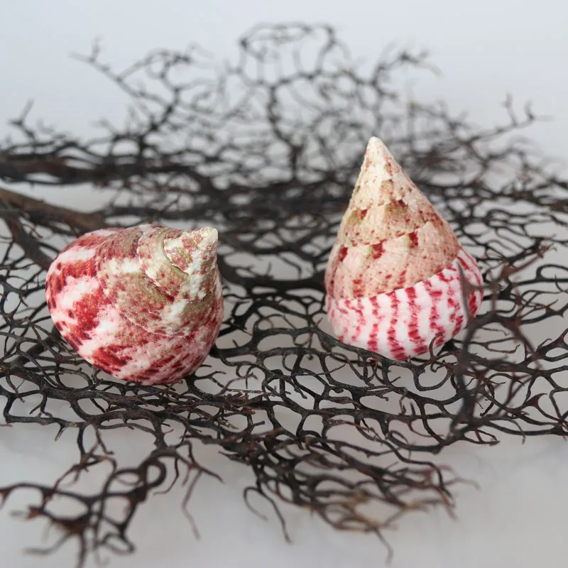 

Free Shipping(2pcs/lot)Cone-shaped Top Natural Shell & Conch Home Decoration Aquarium Landscaping Shell Ornaments