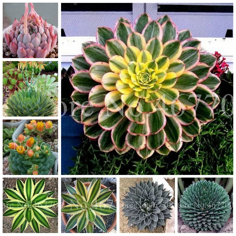 

100 Pcs/ Bag Bonsai Aloe Cacti Agave Rare Succulent Plants Indoor Planta Agave-Americana Potted Plants For Home Garden Planting