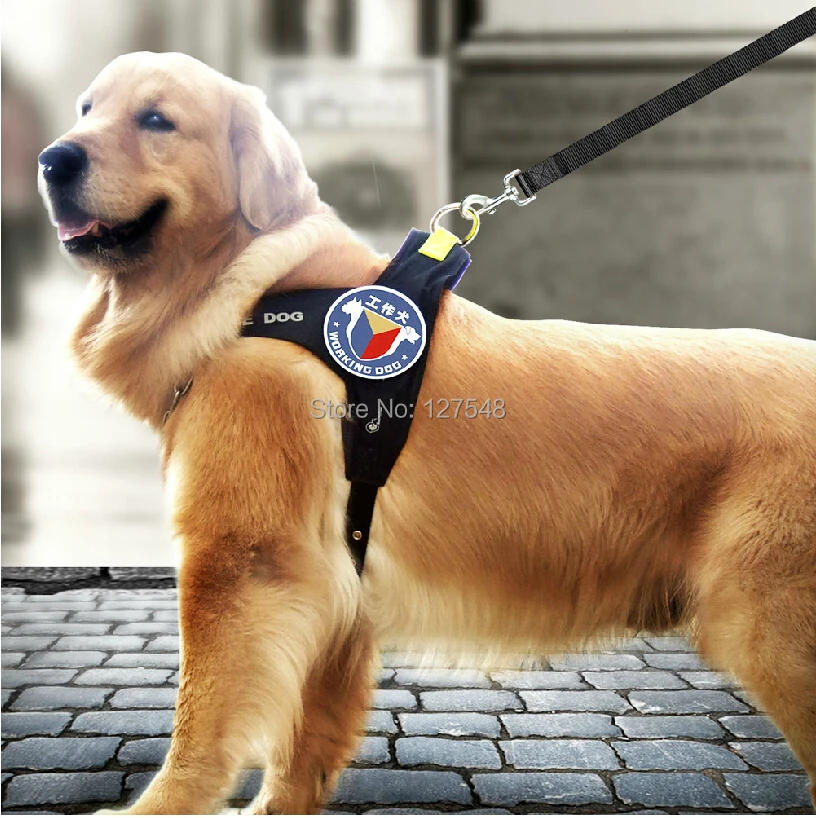 Best Dog Harness For Golden Retriever Puppy Best Dog Harness For Golden Retriever Puppy